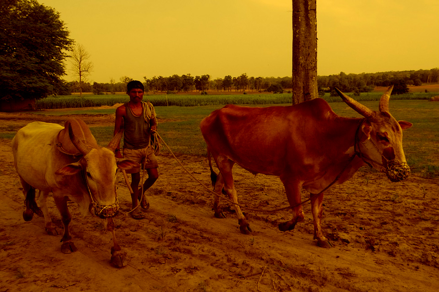 indian economy and agriculture sector, indian farmer and powerty, indian agriculture and problems faced by farmers, indian farmers life