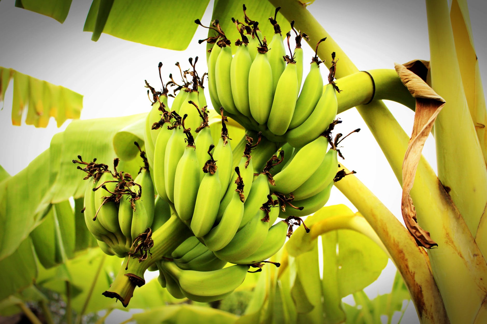 benefits-and-disadvantages-of-banana-food