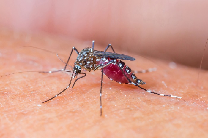 डेंगू बुखार जानलेवा हो सकता है यदि इसेे लेकर लापरवाही बरती जाए तो.