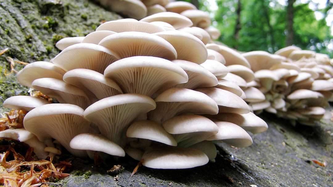 mushroom farming in india