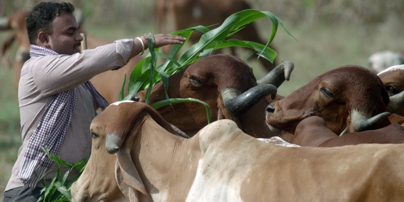 pashu kisan credit scheme