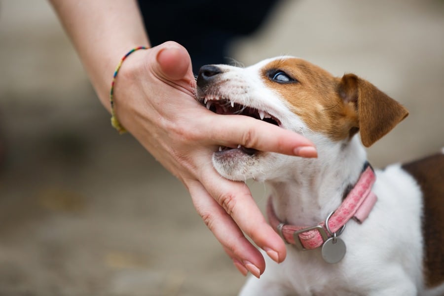 dog bite home remedy in hindi