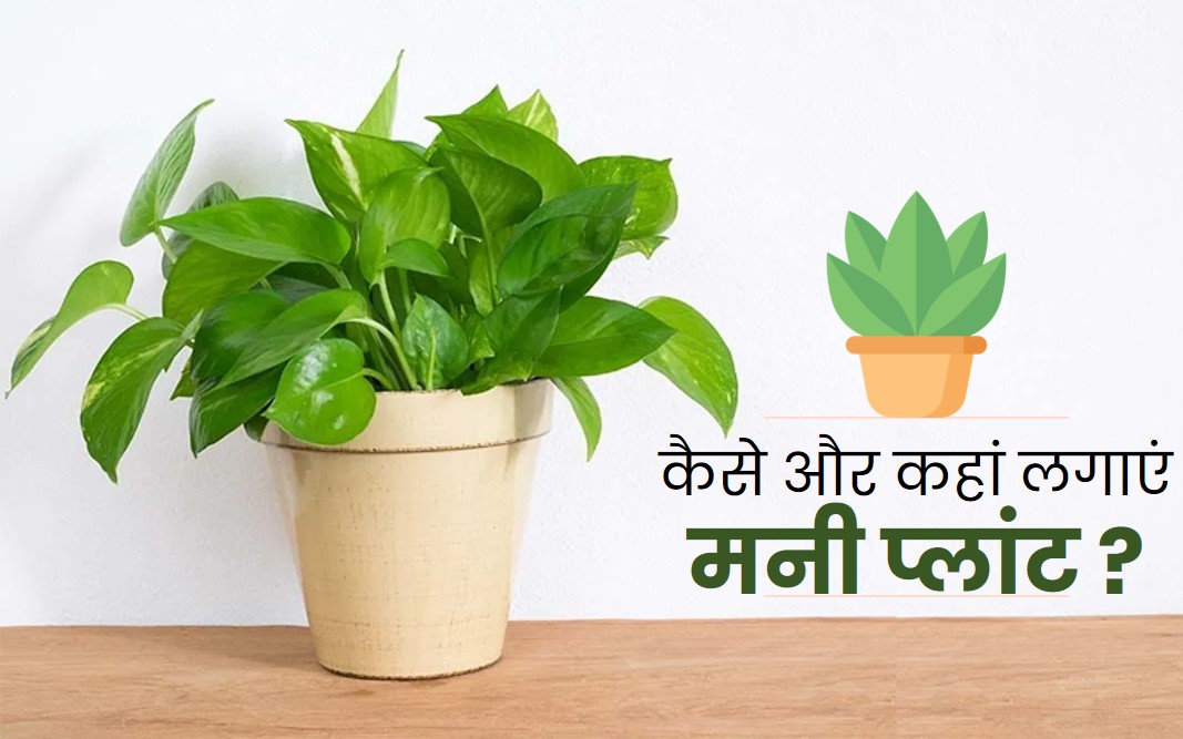 kaise lagaye money plant